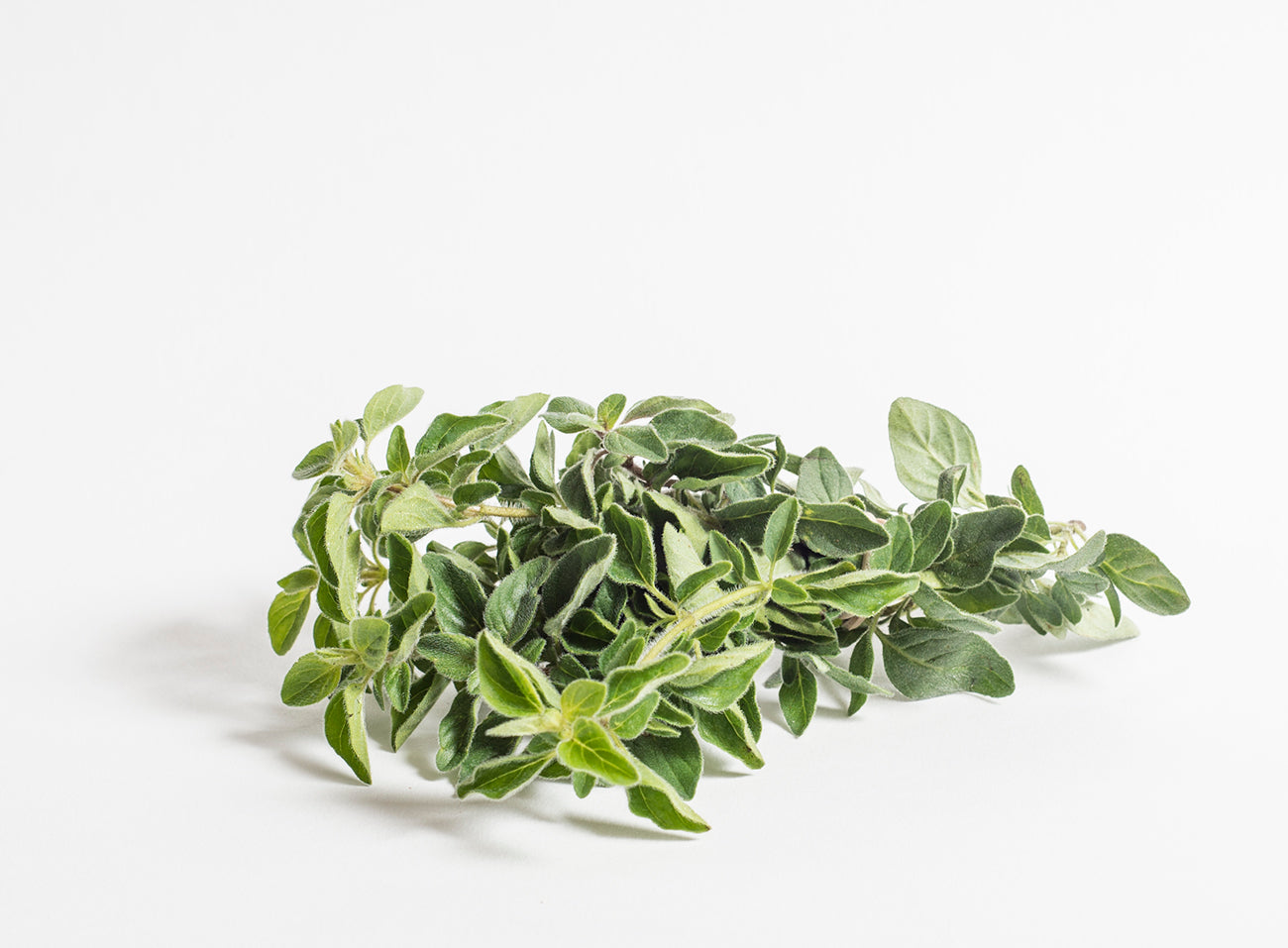 Fresh Oregano