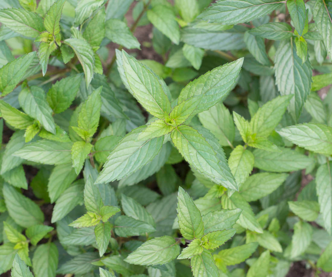 Fresh Peppermint